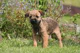 BORDER TERRIER 183